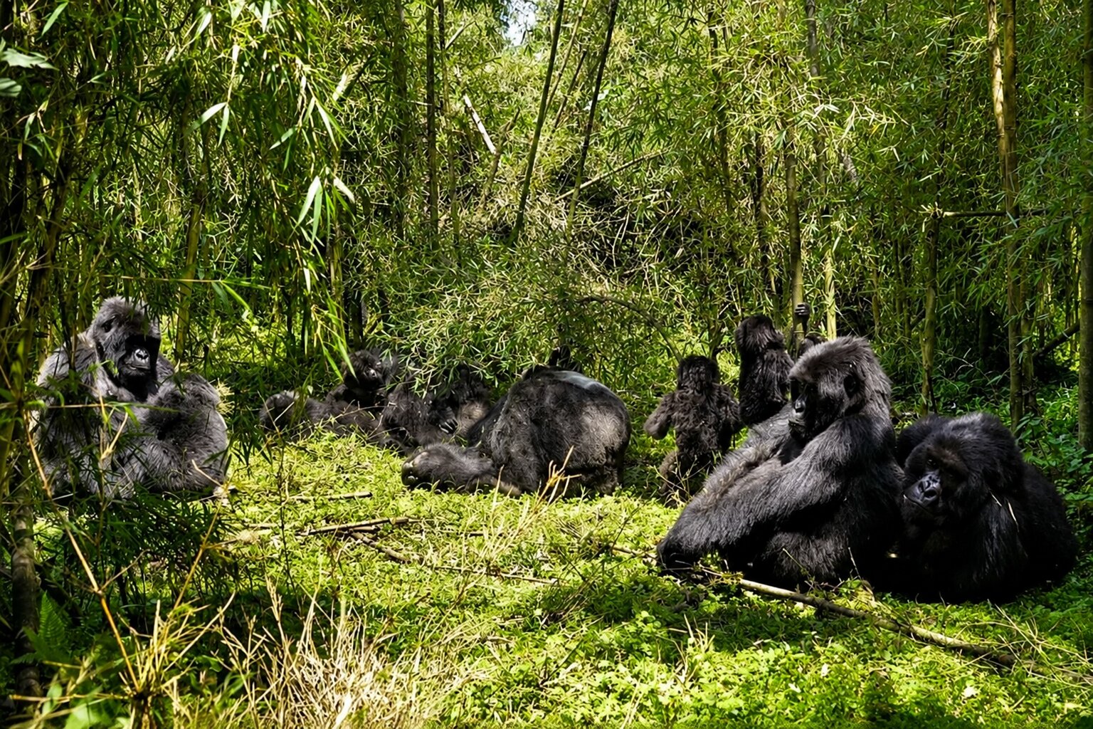 A Family Of Gorillas Chilling In Volcanoes National Park
