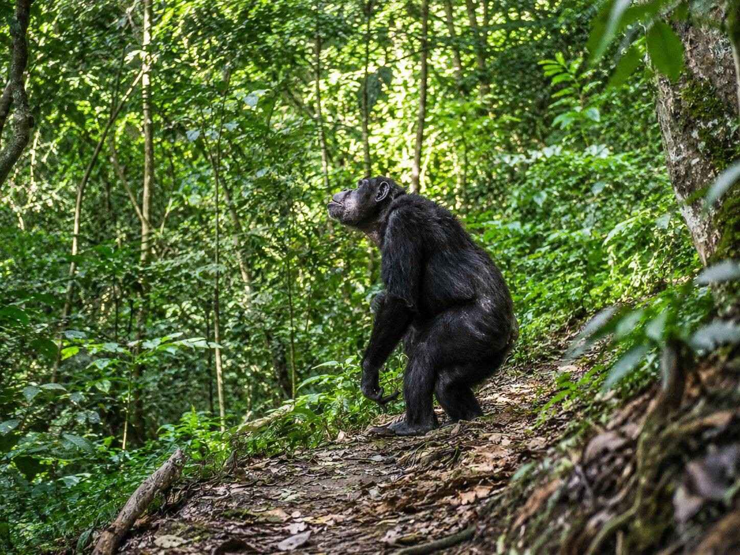 A Male Chimpanzee Looking Up At The Sky