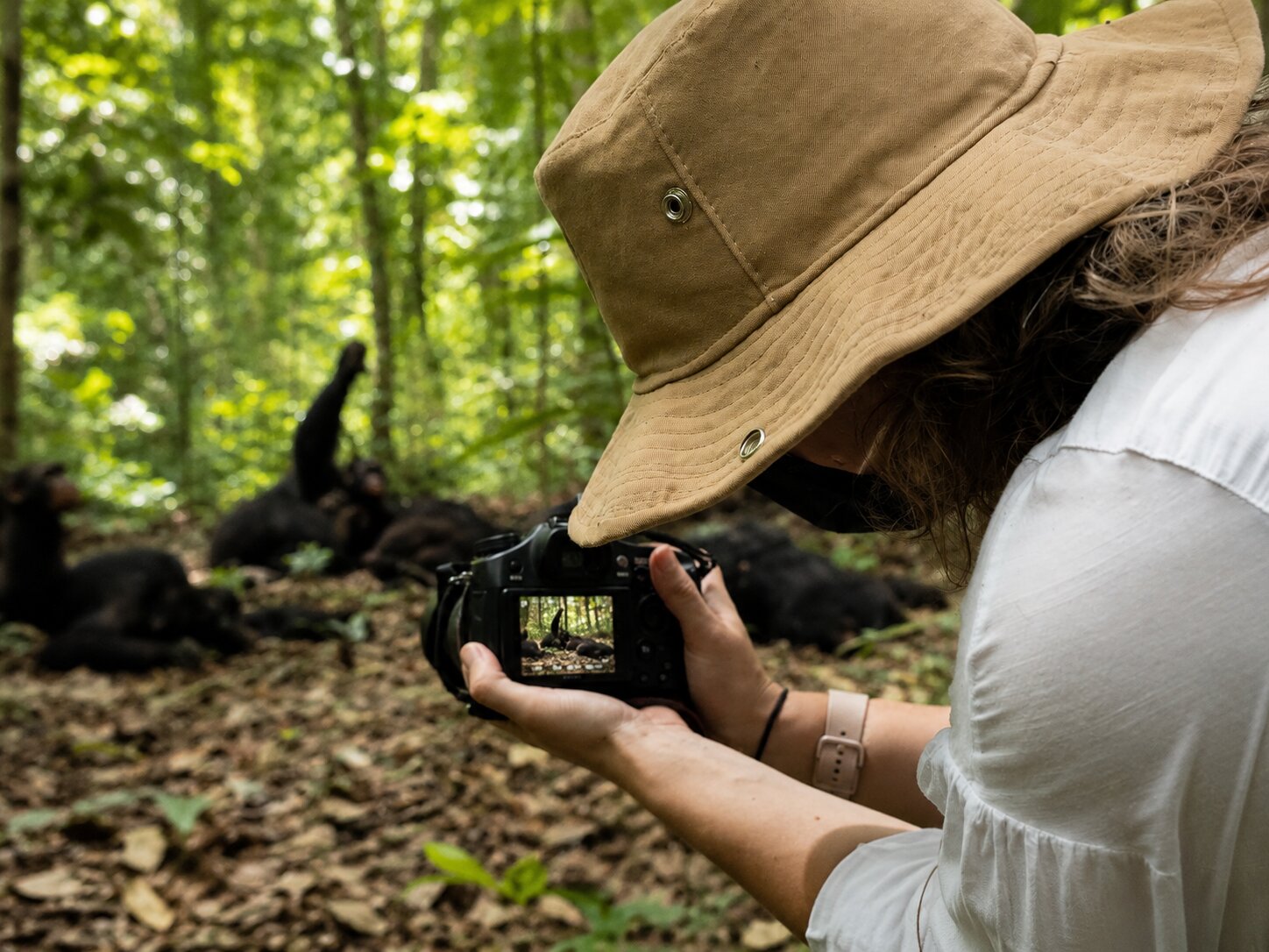 A Photographer Taking Pictures Of Chimpanzees