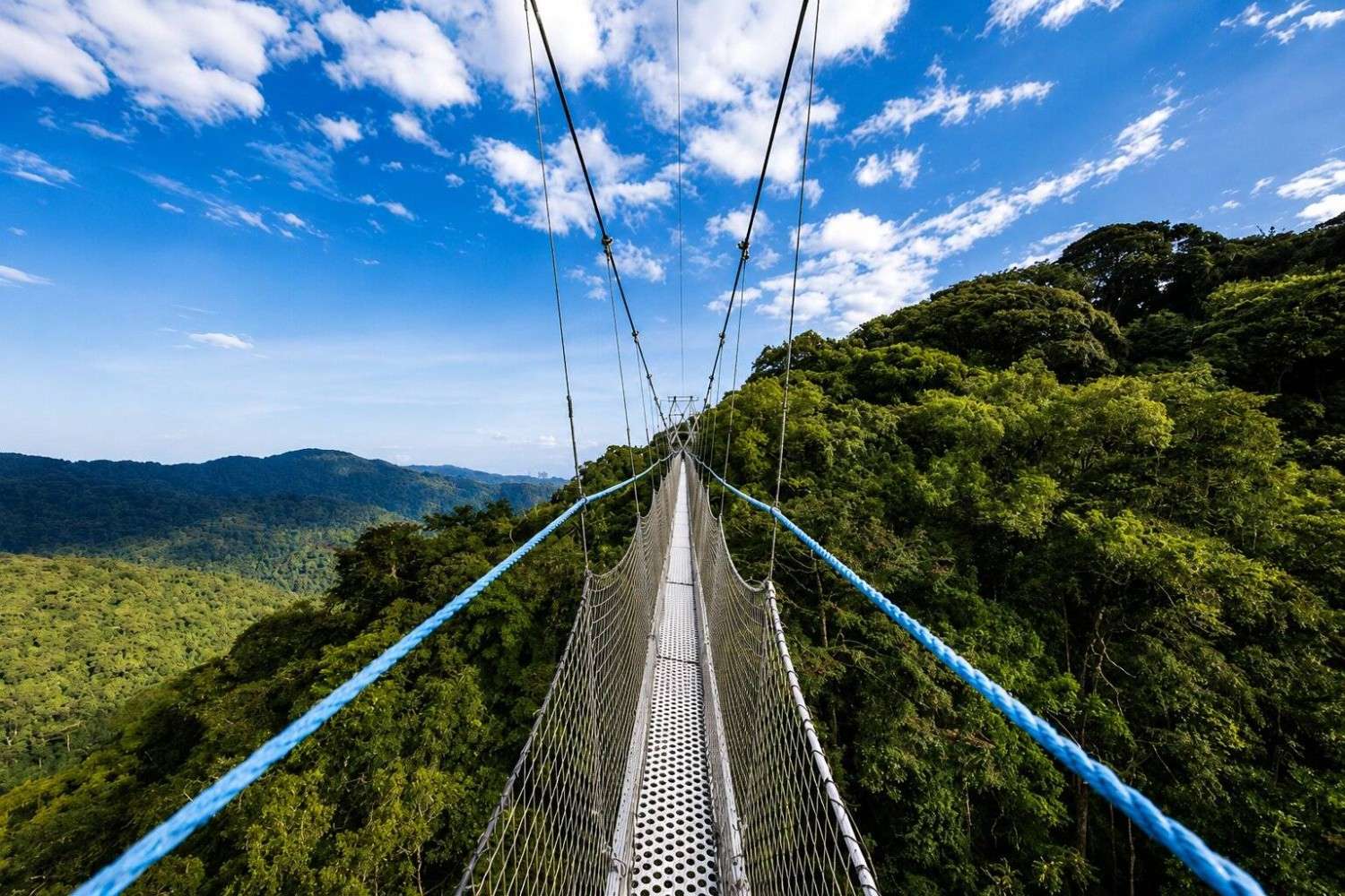 A Ropeway Bridge Atop Nyungwe National Park