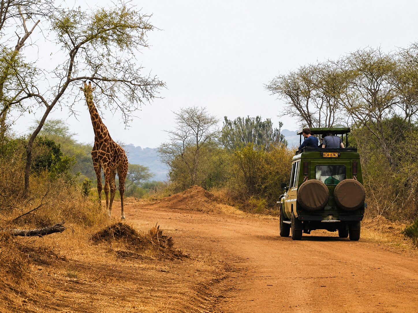 A Safari Jeep And A Giraffe Staring At It