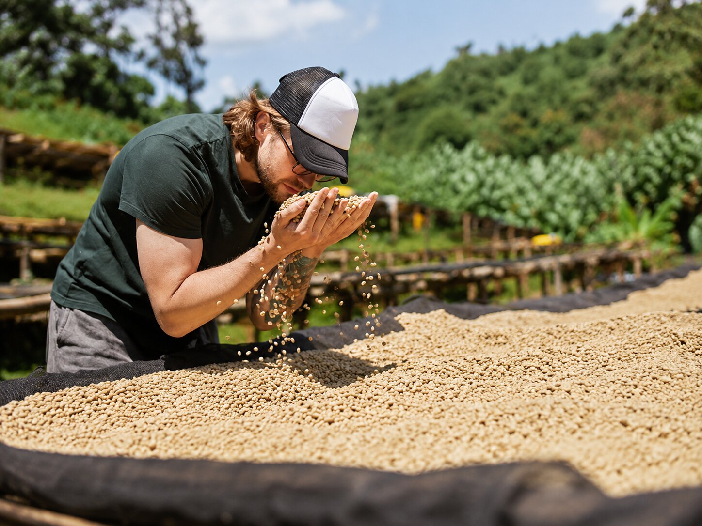 A Tourist Inspecting Ripe Coffee Beans Under The Sun