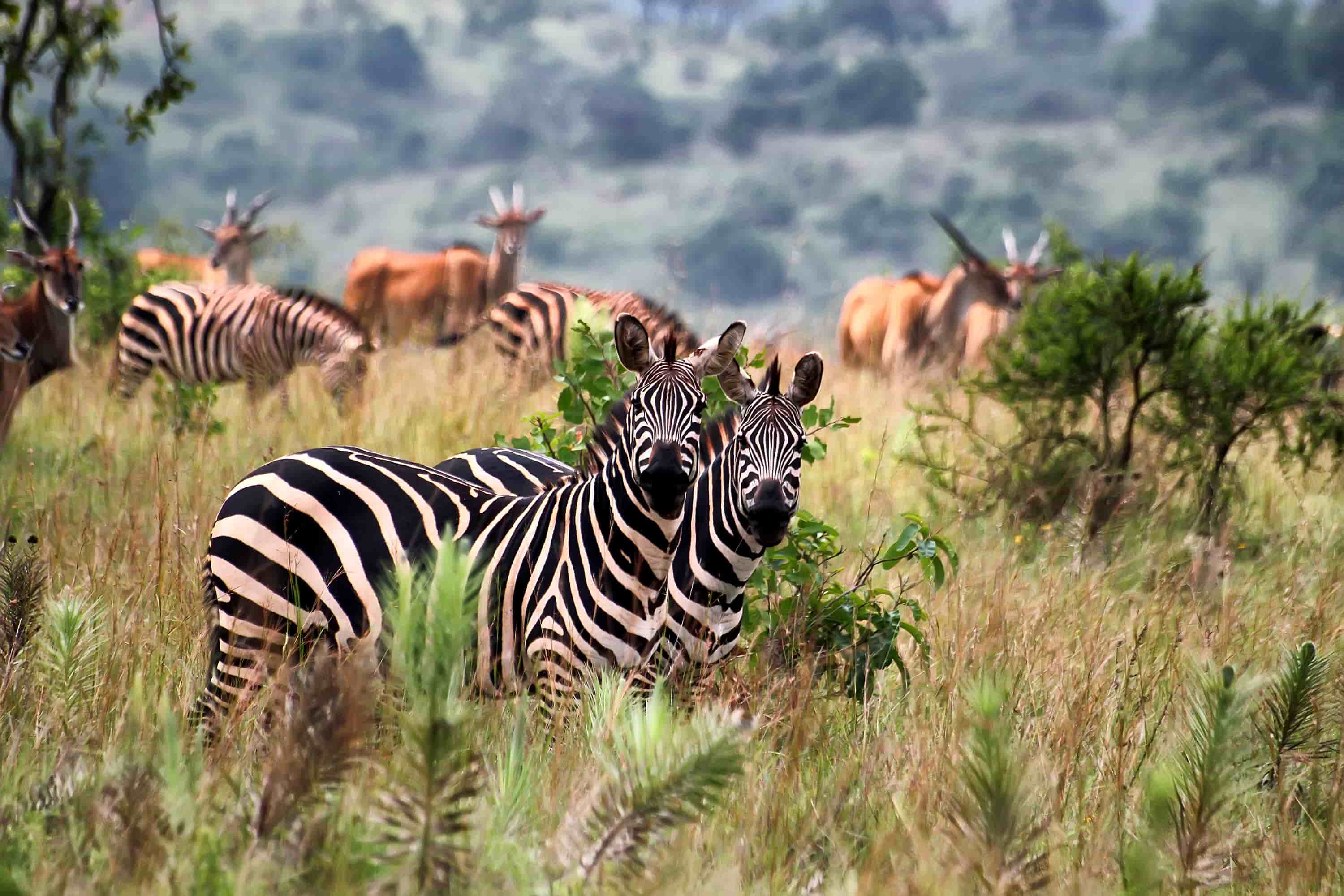 East African Tourist Visa (V11)
