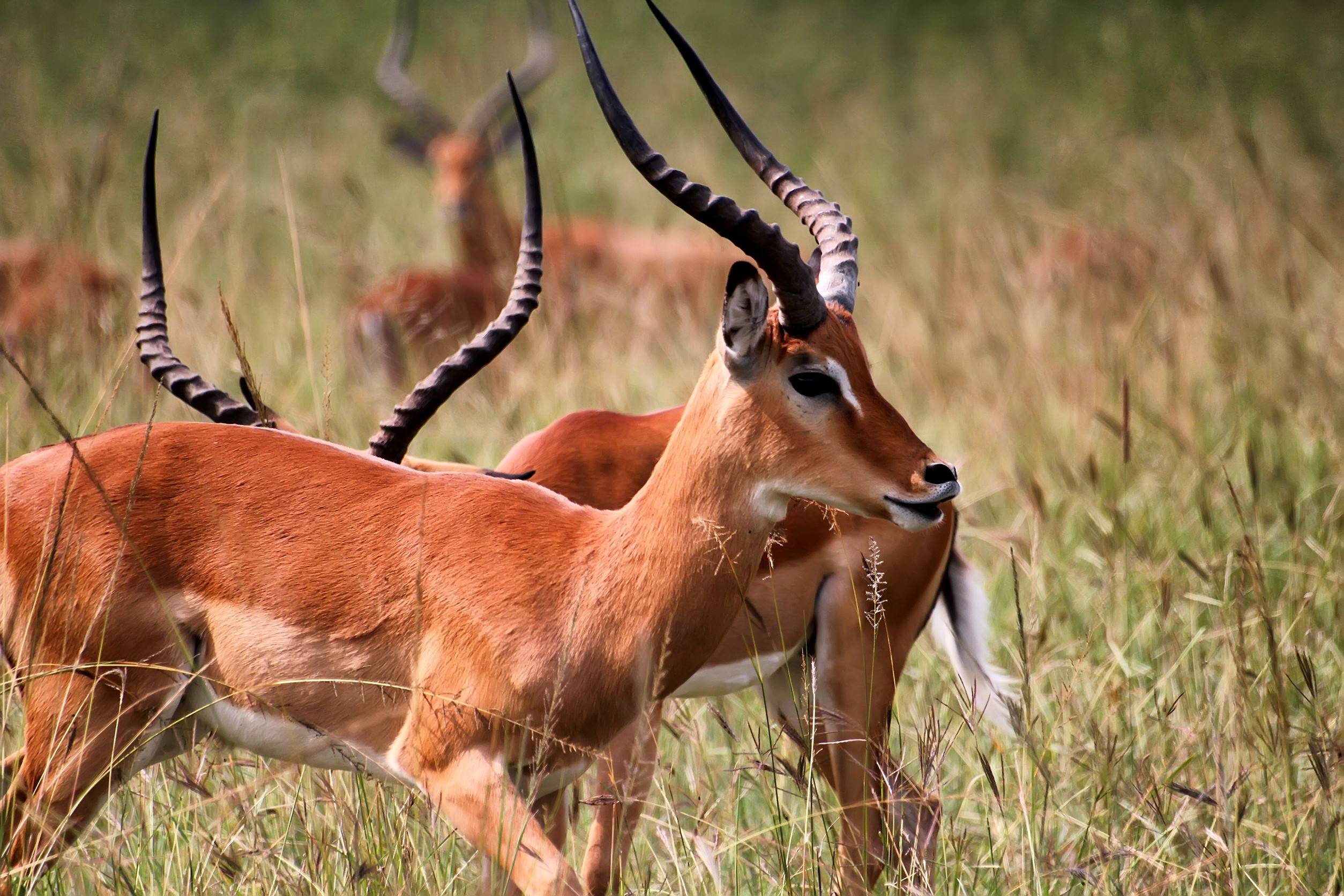 Antelope In Akagera National Park In Rwanda