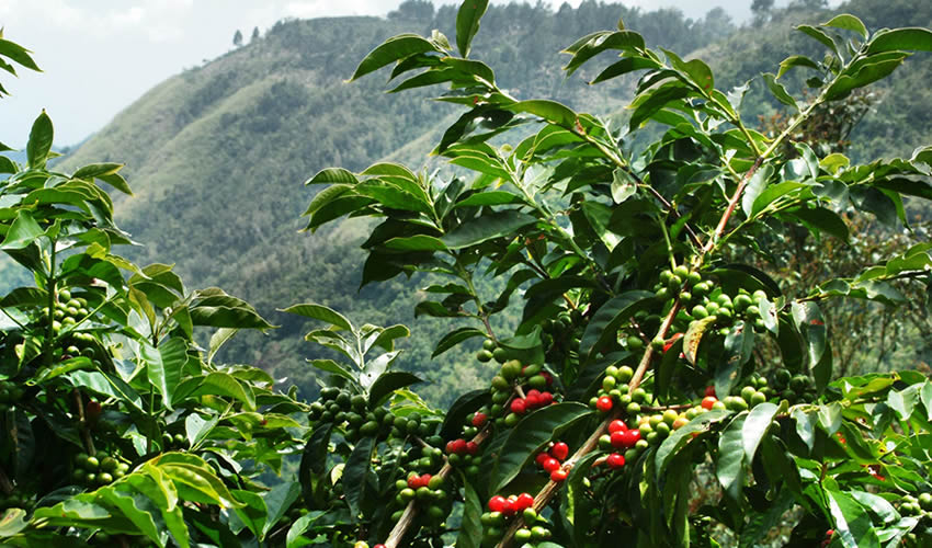 Coffee Plantation Tour