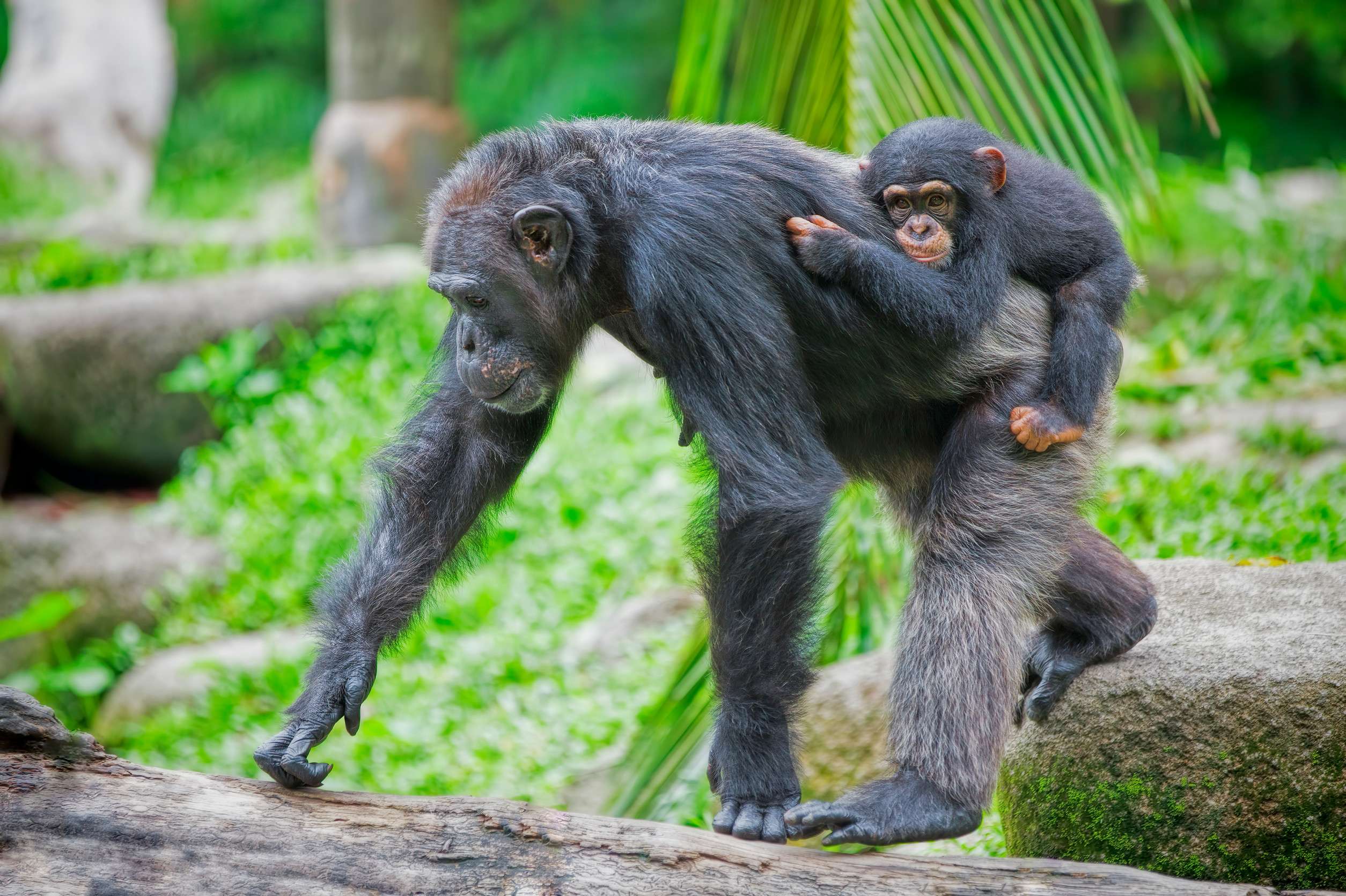 Common Chimpanzee With Her Child In The Wild