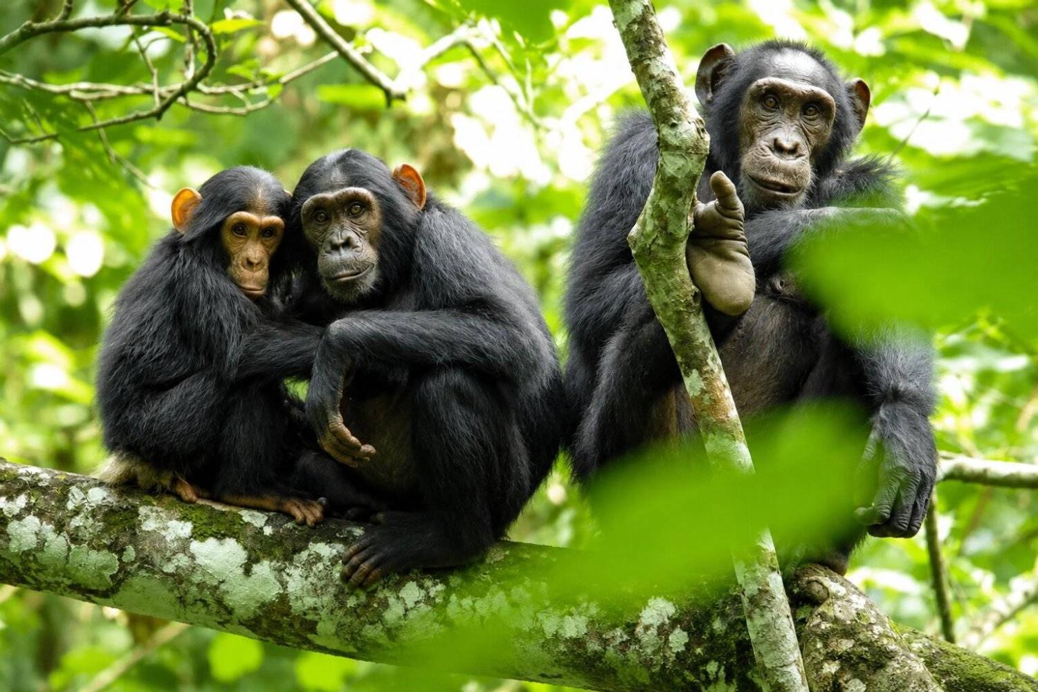Family Of Chimpanzees Hiding In The Trees