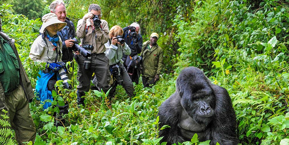 Gorilla Trekking Group
