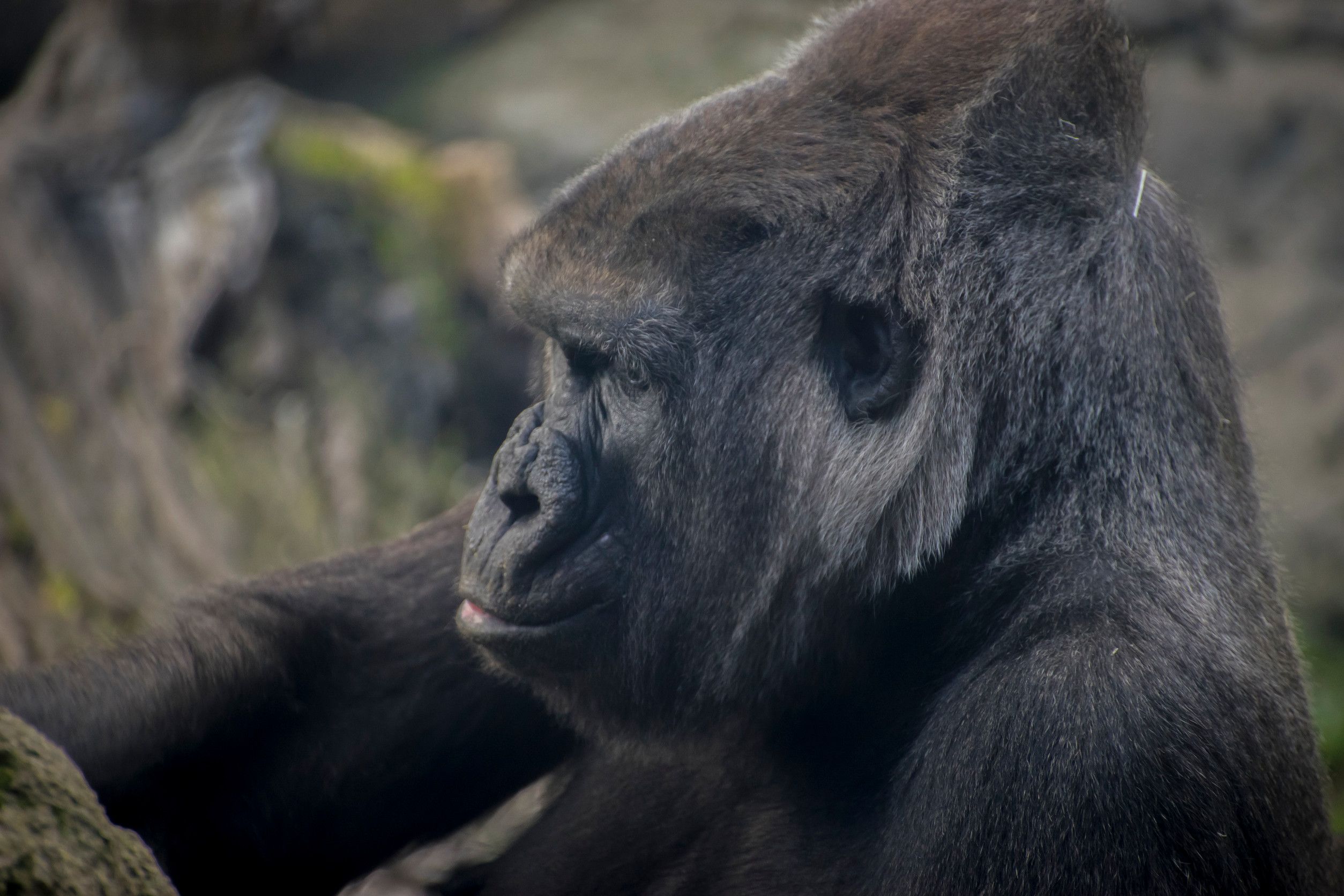 Huge And Powerful Gorilla Natural Environment