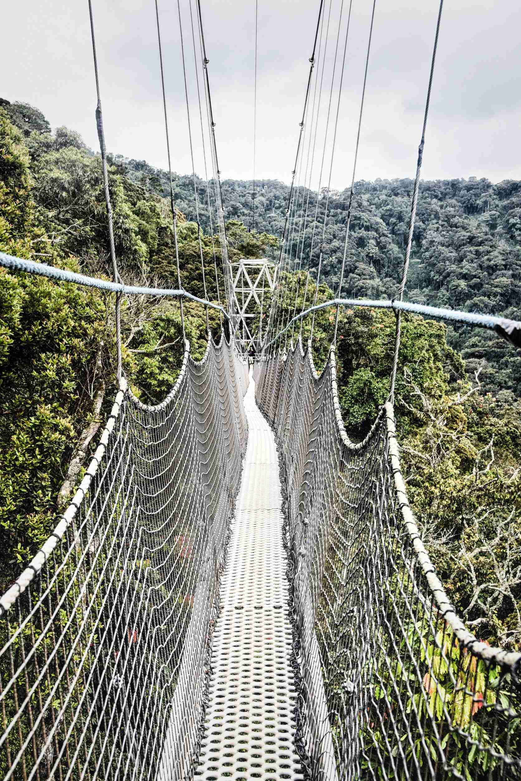 Nyungwe Canopy Walk Nyungwe Forest National Park Rwanda