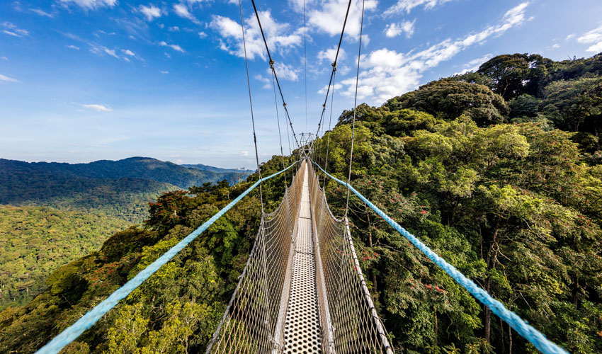 Nyungwe Canopy Walk