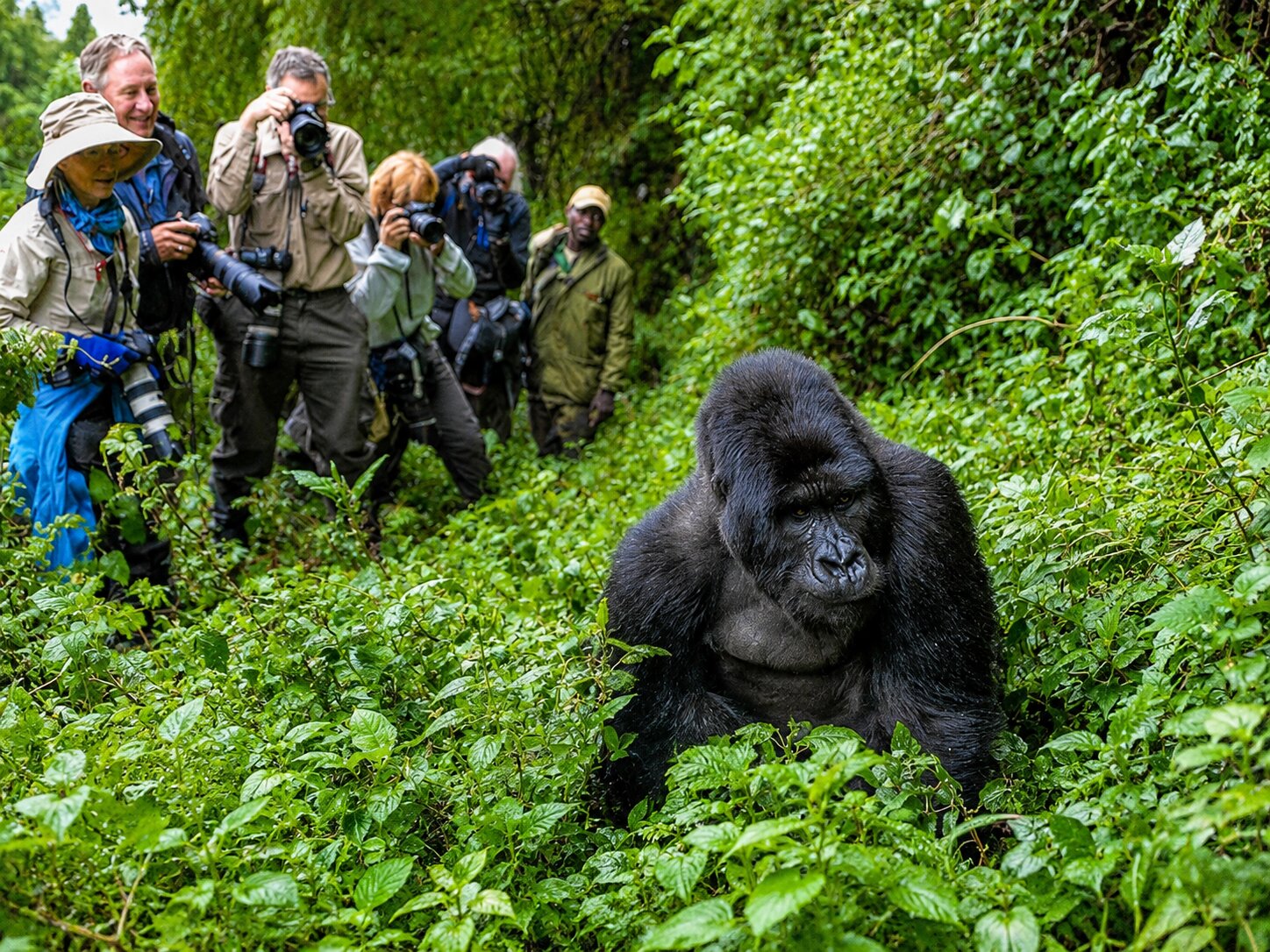 Photographers Taking Pictures Of A Gorilla In Volcanoes National Park
