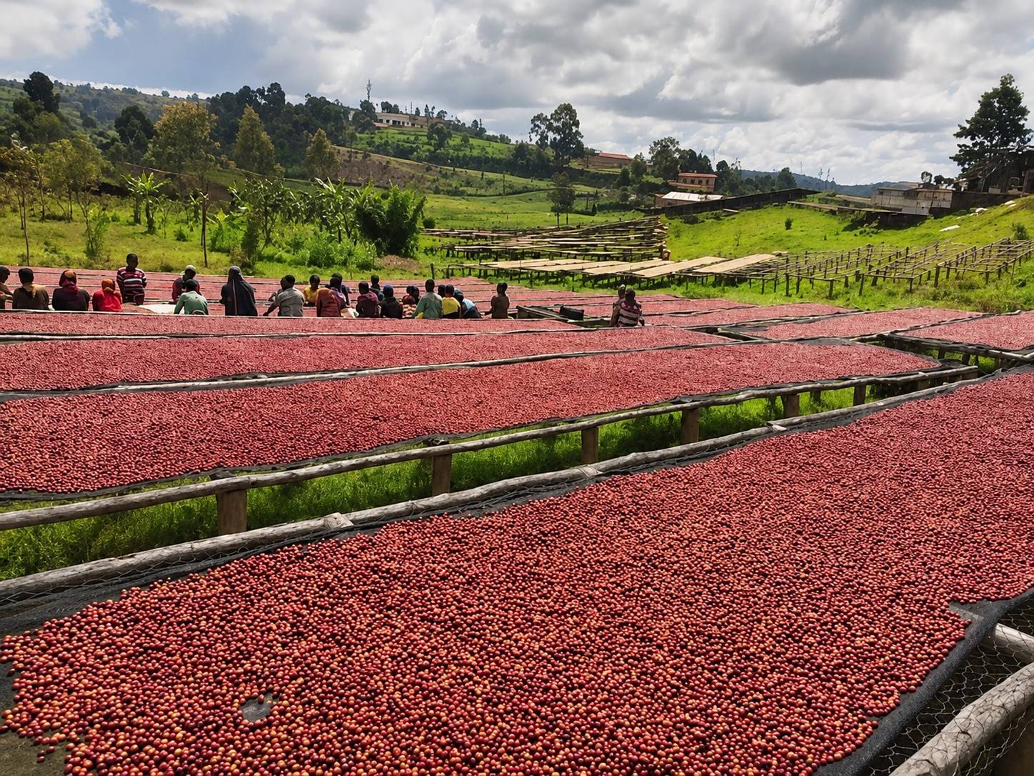 Ripe coffee beans being prepared to be roasted in the sun by coffee farmers