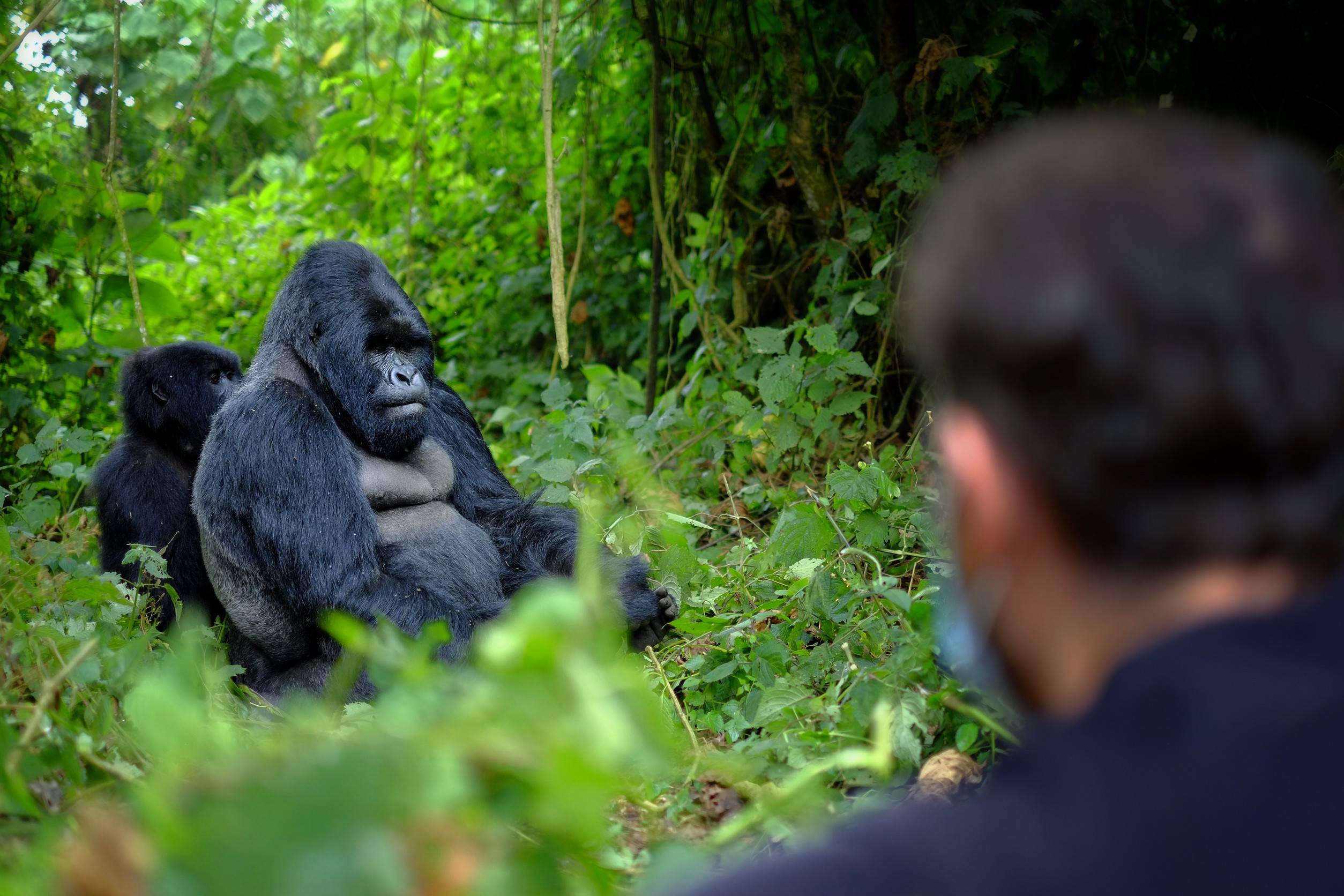 Tourist Looking At Mountain Gorilla In African Jungle