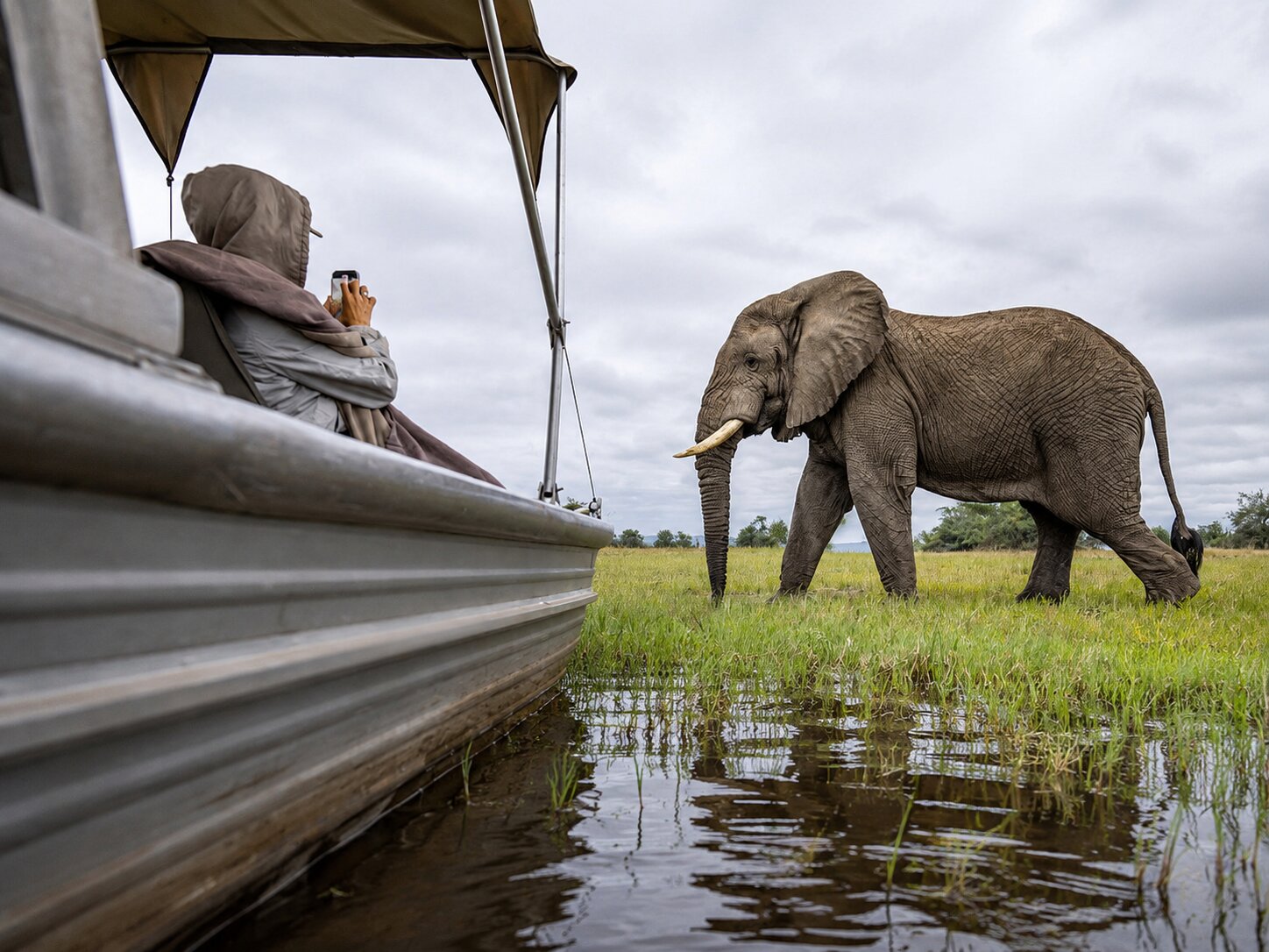 Tourist Taking A Picture On Their Phone In Akagera National Park