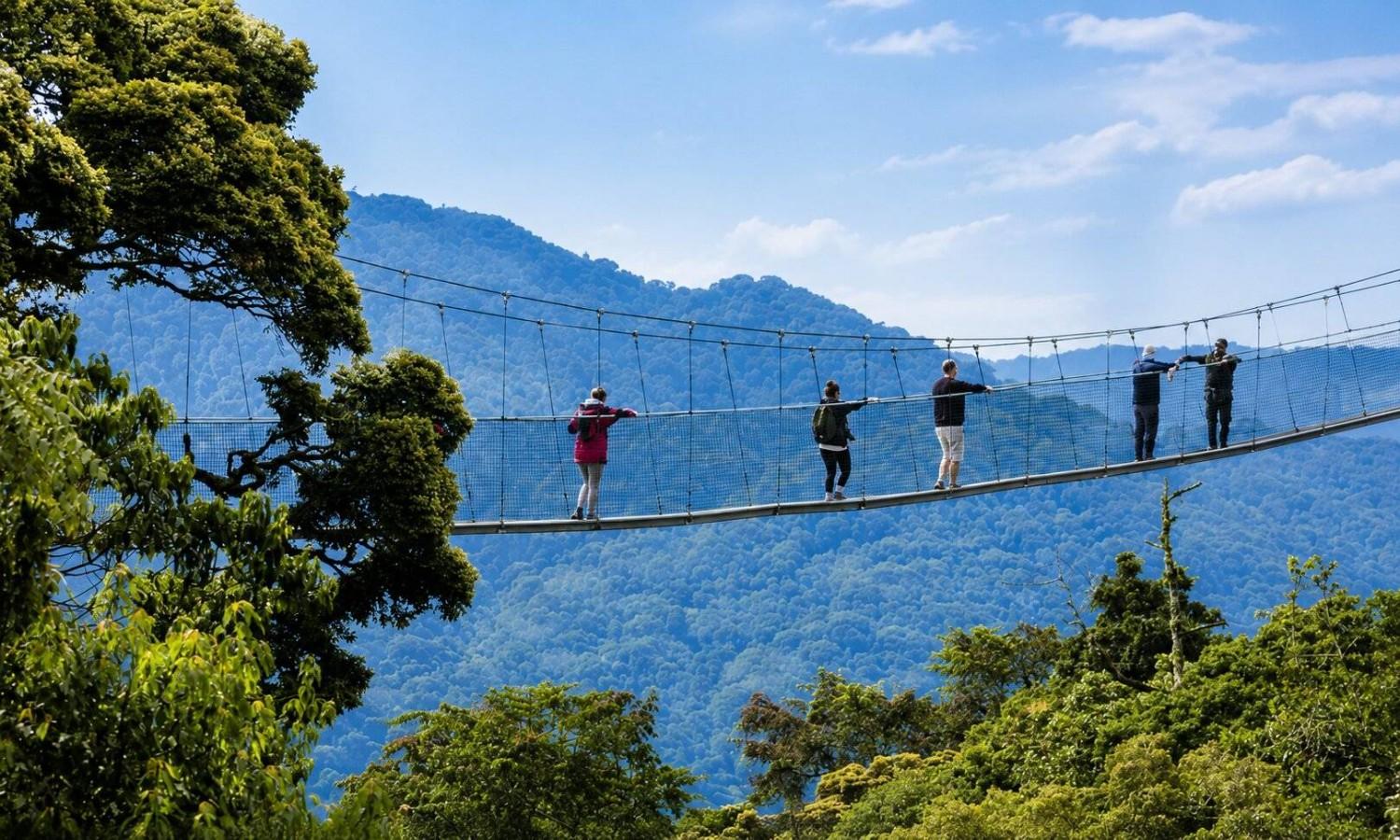 Tourists Travelling On Tightrope Bridges To See Chimpanzees