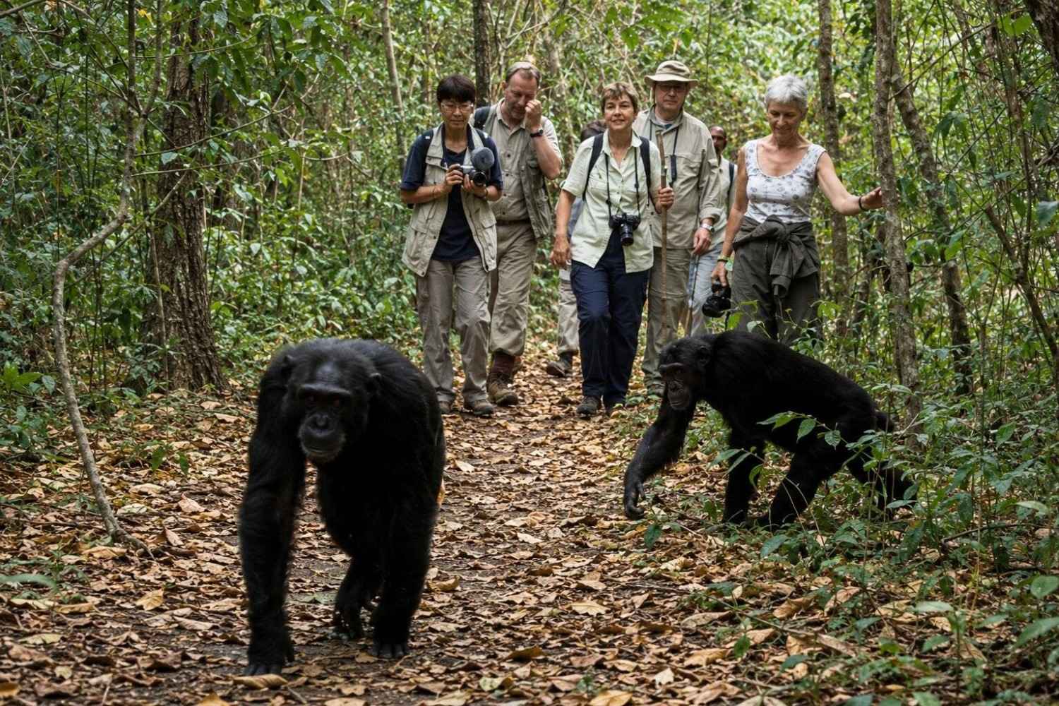 Tourists Viewing Chimpanzees From A Distance