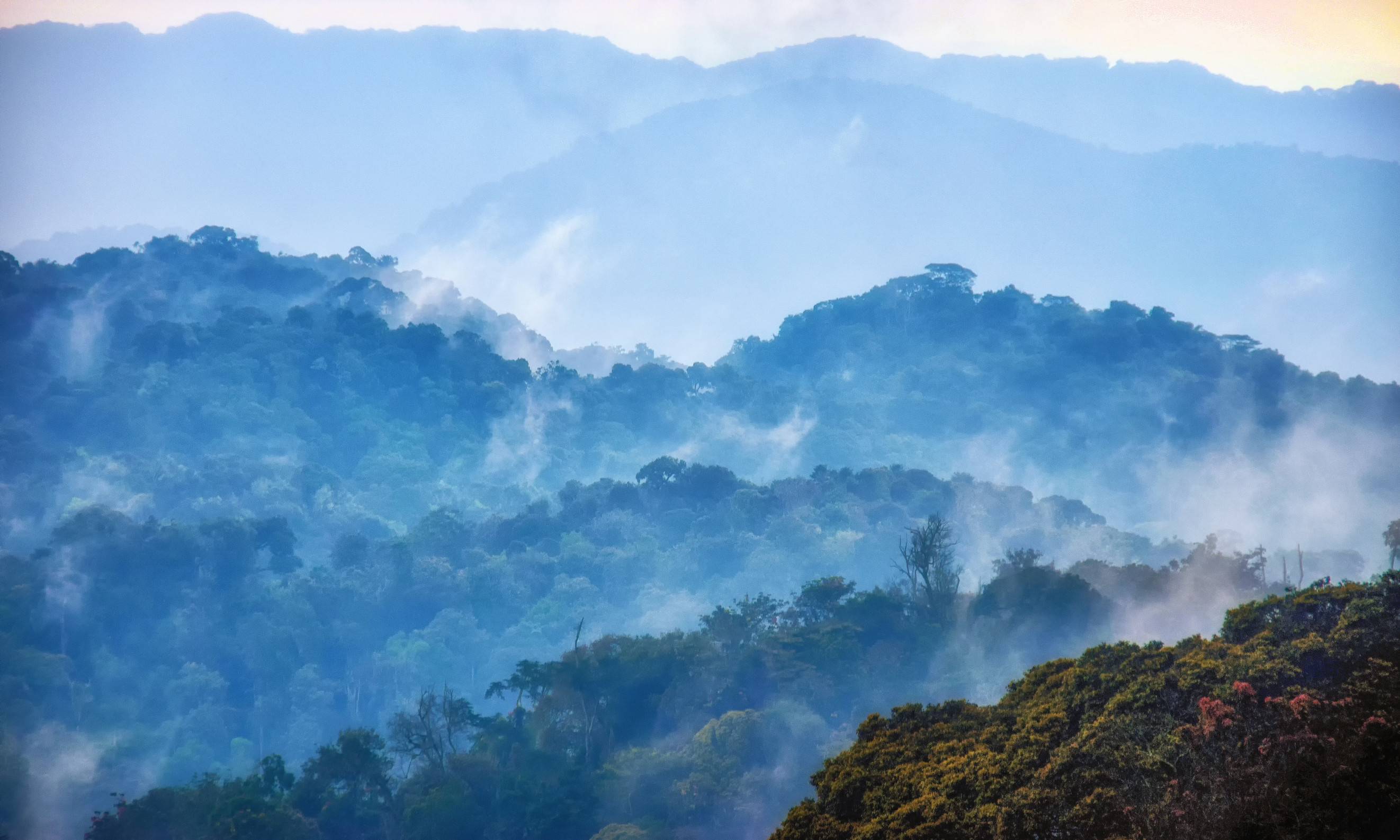 Tropical Rainforest Of Nyungwe National Park Rwanda
