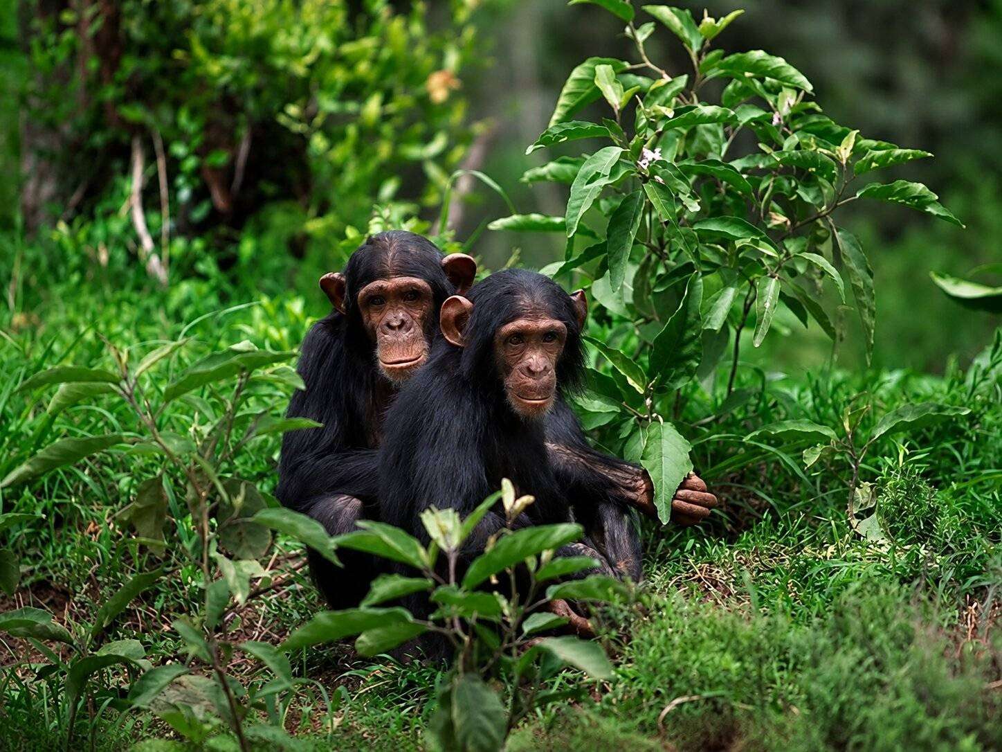 Two Chimpanzee Siblings In Rwanda