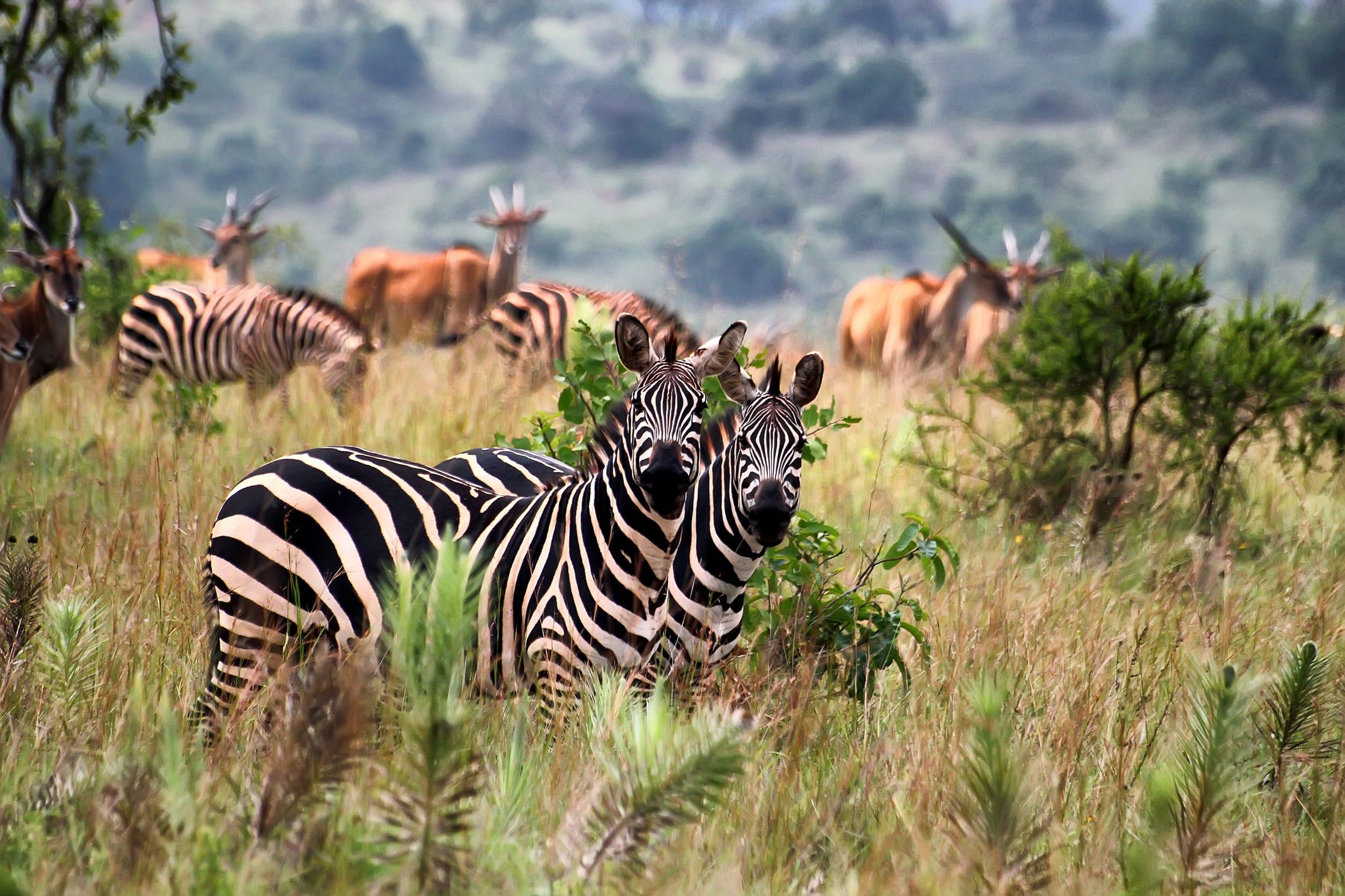 Zebras In Akagera National Park In Rwanda